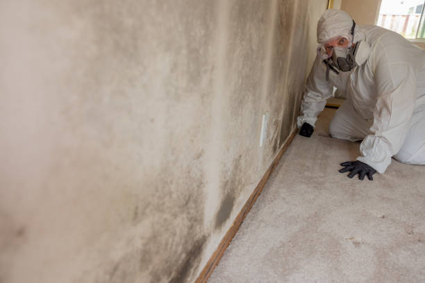 Best Black Mold Removal  in Fairfield, OH